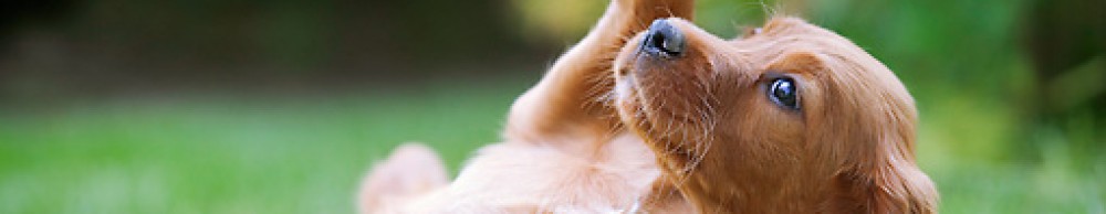 Black Forest Pet and Home Services
